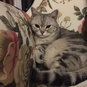 Meet your Posher, Bowen